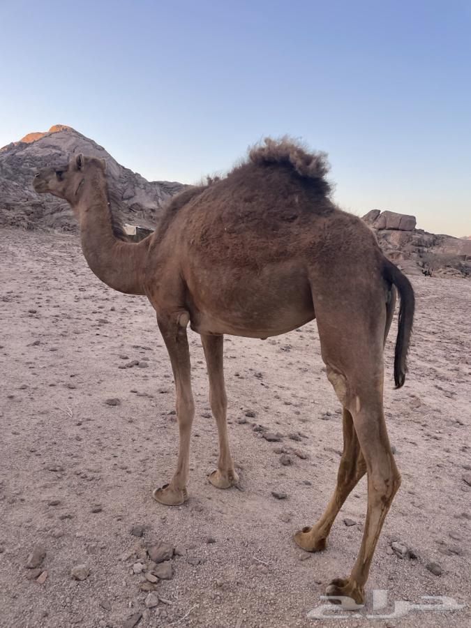 بكره رباعيه للبيع63705538995203114
