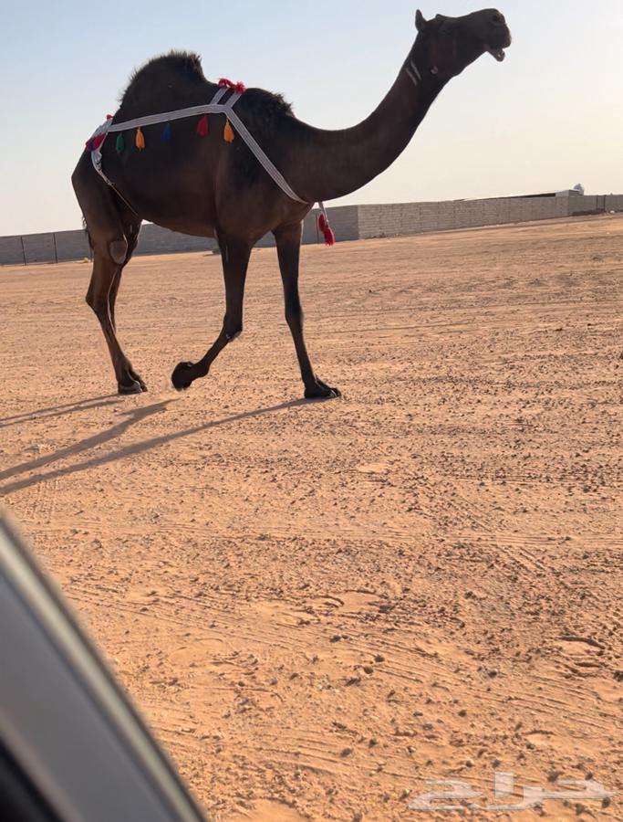 للبيع ناقه مجهم كفو63699530393986113