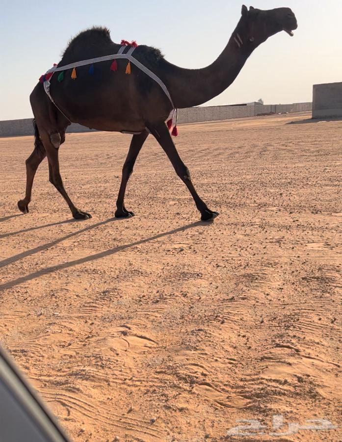 للبيع ناقه مجهم كفو63699530393986111