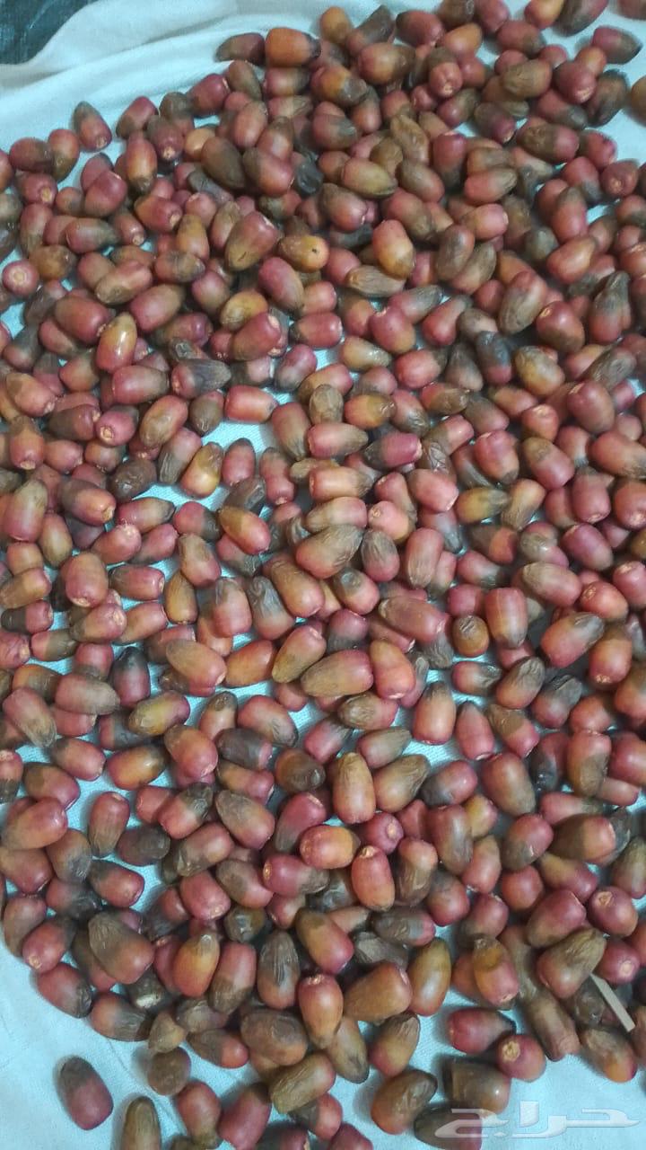 تمور القصيم متواجد غدا الثلاثا بالرياض يوجد توصيل للمنازل63703238575747111