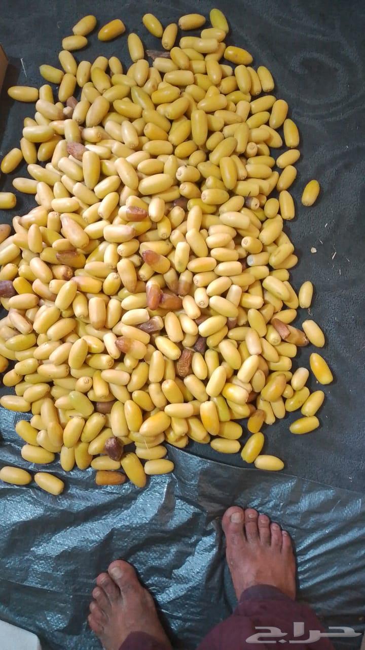 تمور القصيم متواجد غدا الثلاثا بالرياض يوجد توصيل للمنازل63703238575747112