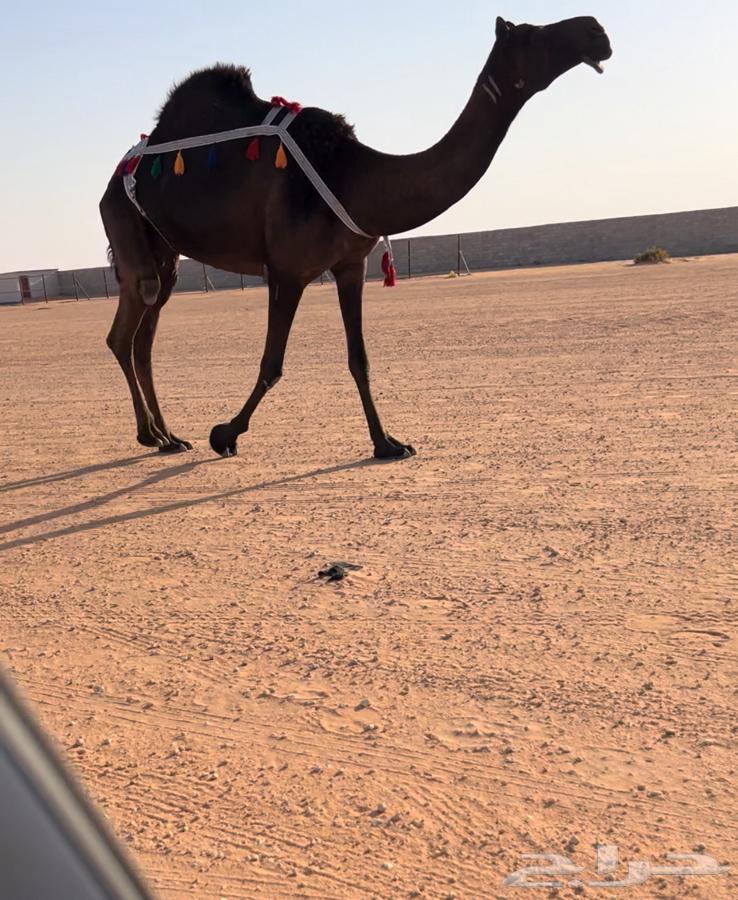 للبيع ناقه مجهم كفو63699530393986110