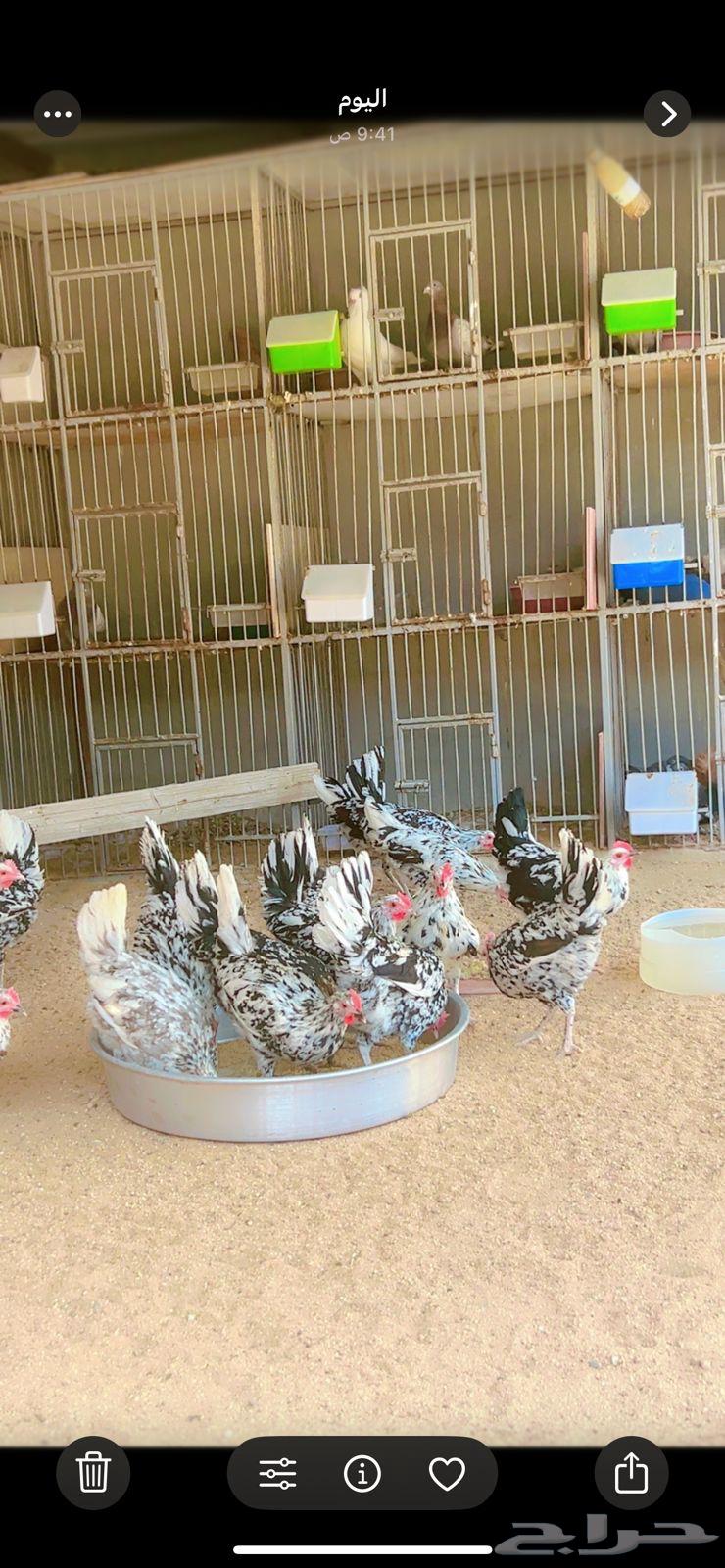 Makntosh Arab Chicken, Luxury Item No. 24, 4 Roosters, Remaining Chickens63699630228867113