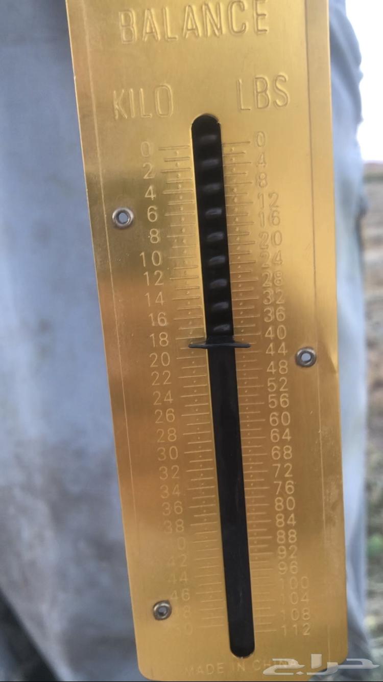 للبيع علف بلوبنك معه خلط63703238102019111
