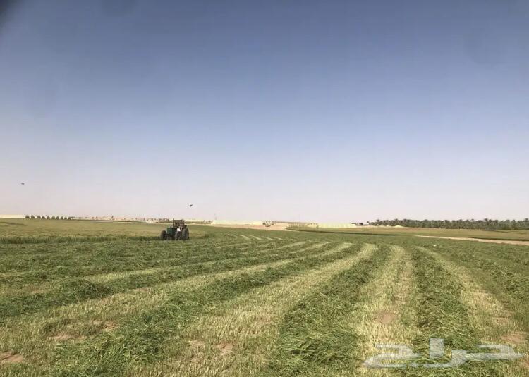 للبيع علف بلوبنك معه خلط63703238102019113