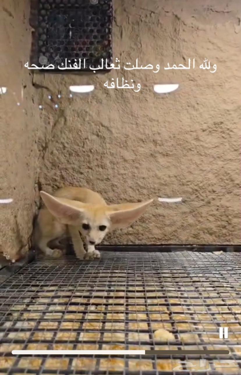 ثعالب الفنك اليفه عمر شهرين63703149301891111