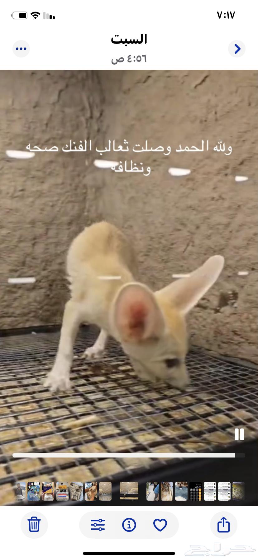 ثعالب الفنك اليفه عمر شهرين63703149301891110