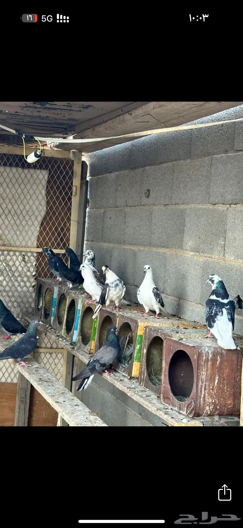 Hello, I'm selling a sky cutter pigeon63705096189314110