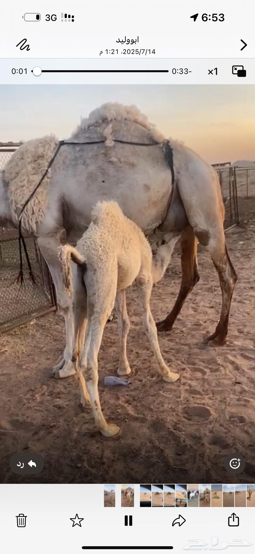 ناقه خلفه للبيع63704752044674110