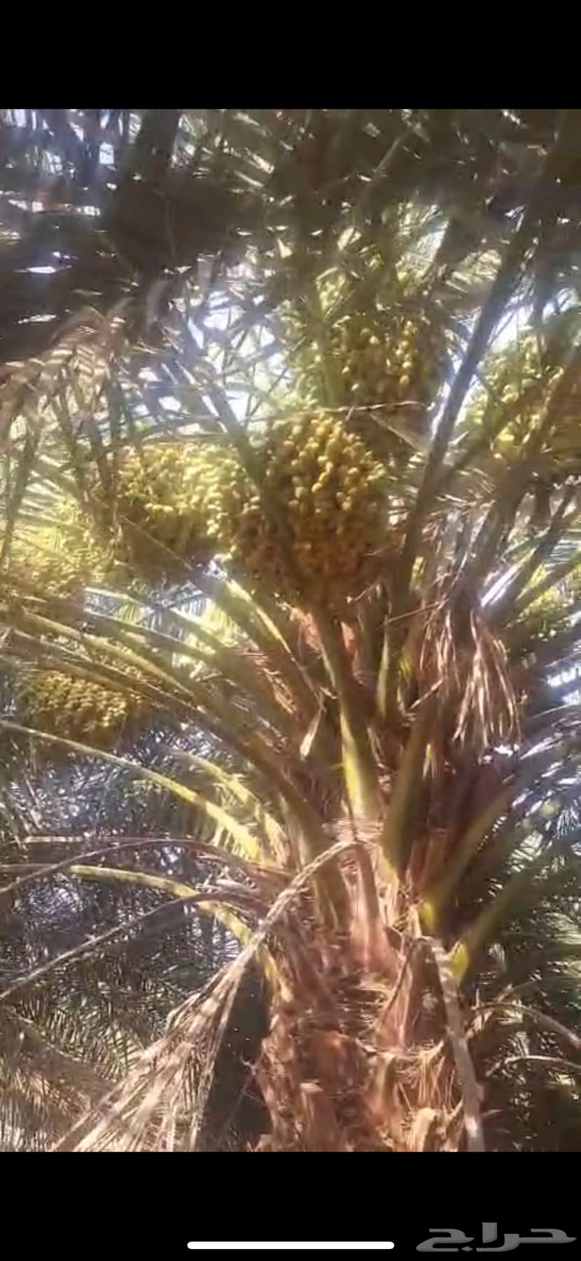 تمر مشكل للبيع رطب لون63706129361923112