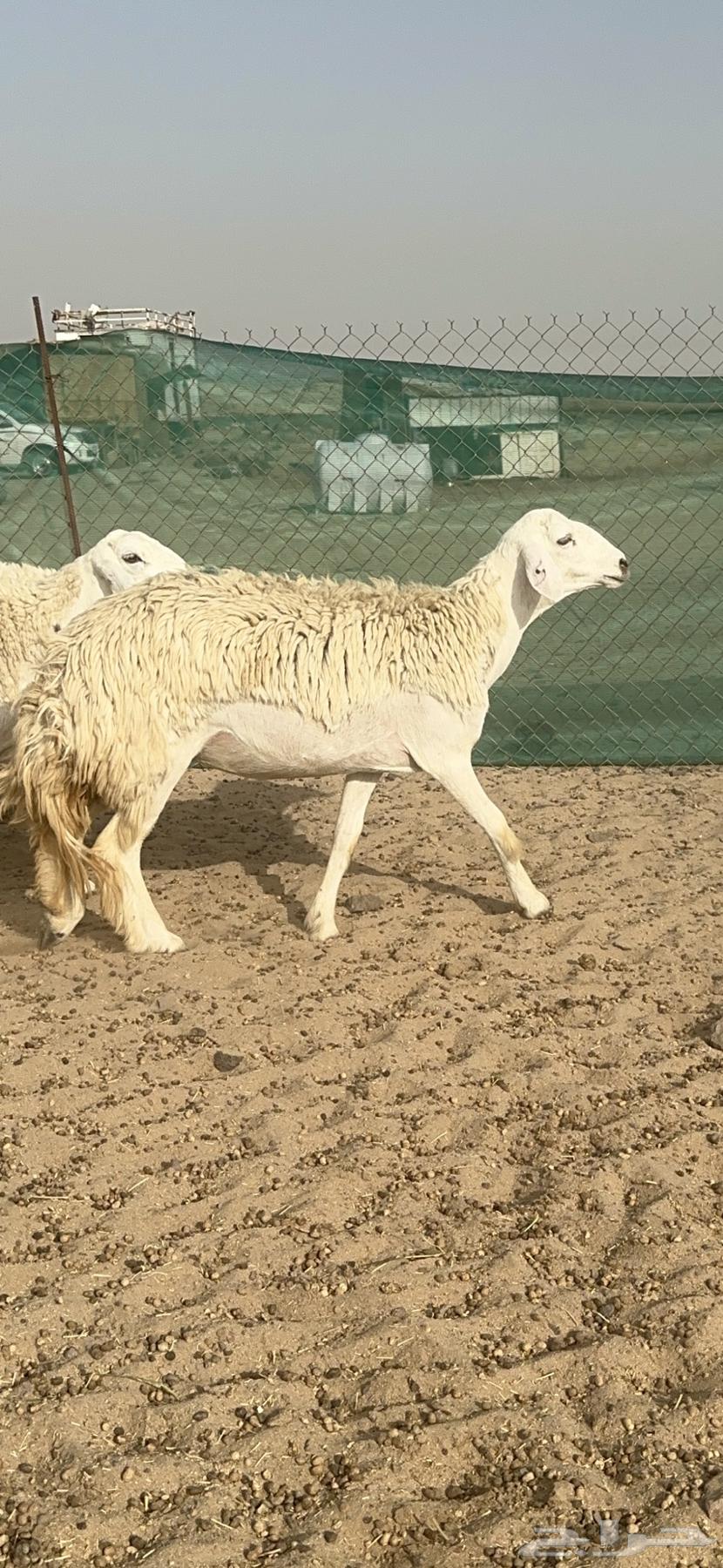 غنم حرية رخال منوة القناي 58 تحتها 263701511621507110