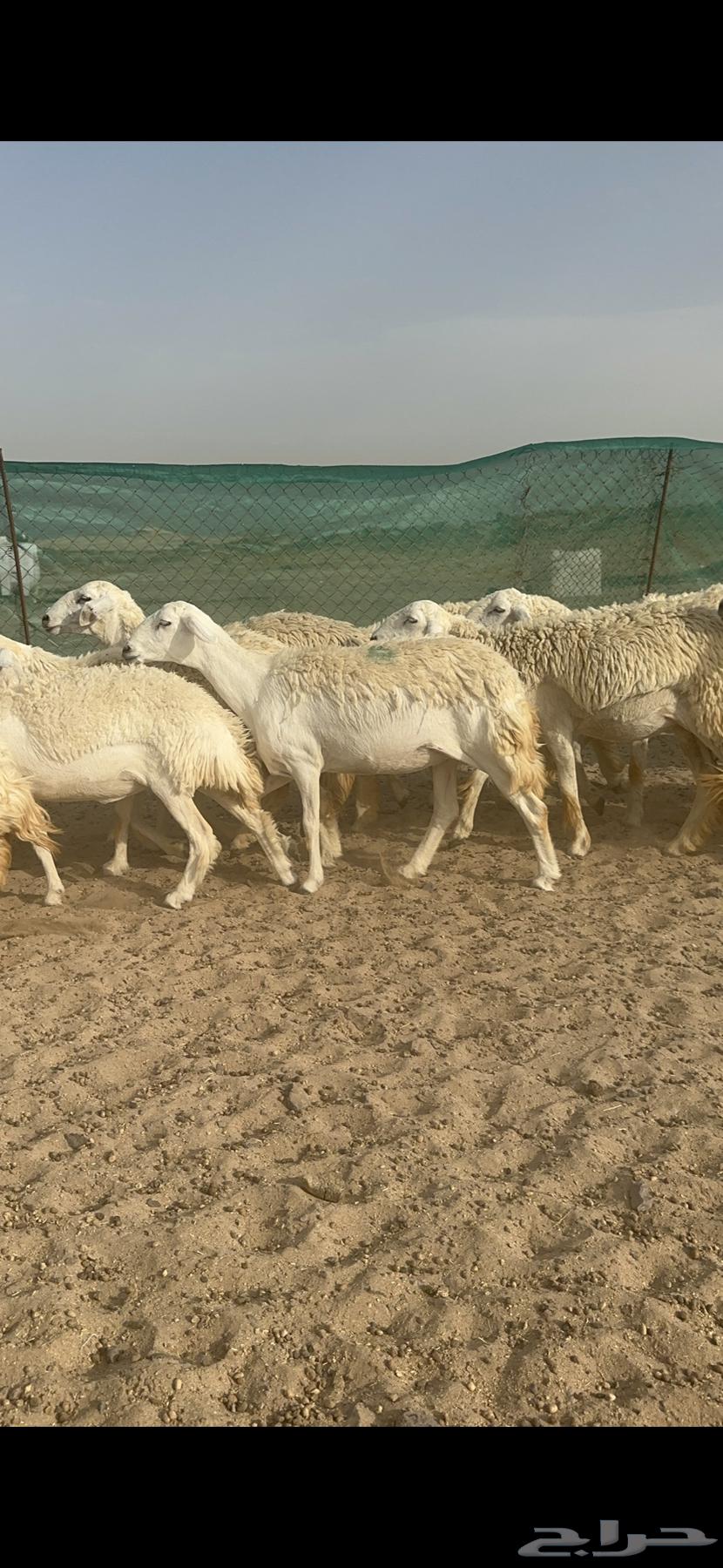 غنم حرية رخال منوة القناي 58 تحتها 263701511621507114