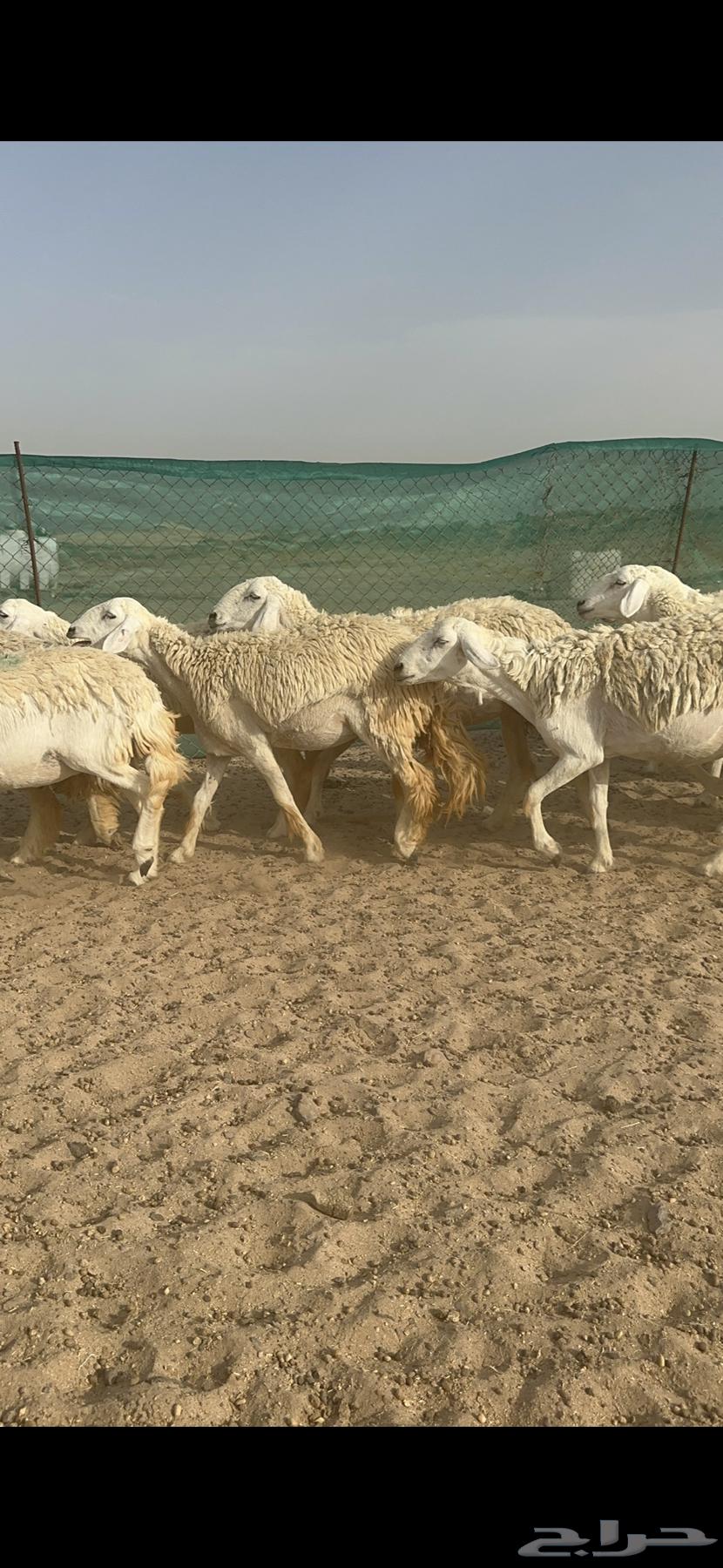 غنم حرية رخال منوة القناي 58 تحتها 263701511621507113
