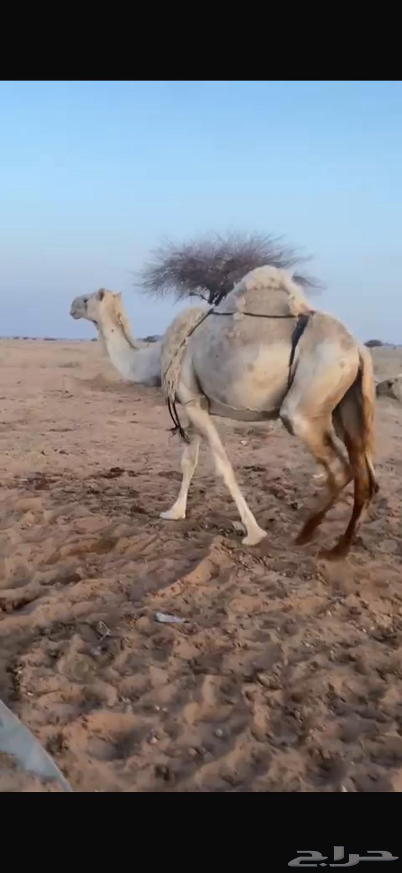 ناقه خلفه للبيع63704752044674111