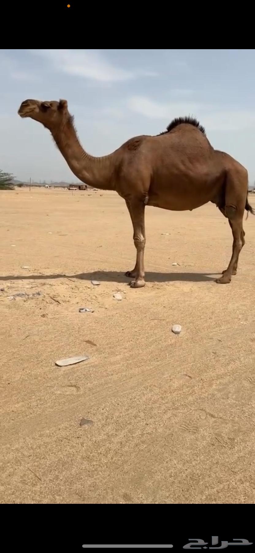 ناقة ساحلية دهماء63702335332609110