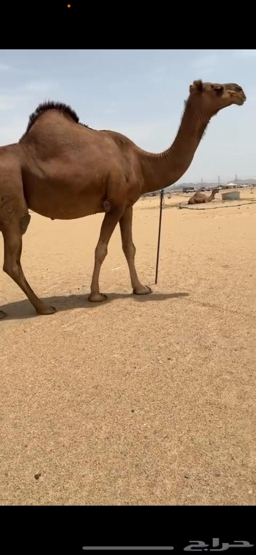 ناقة ساحلية دهماء63702335332609113