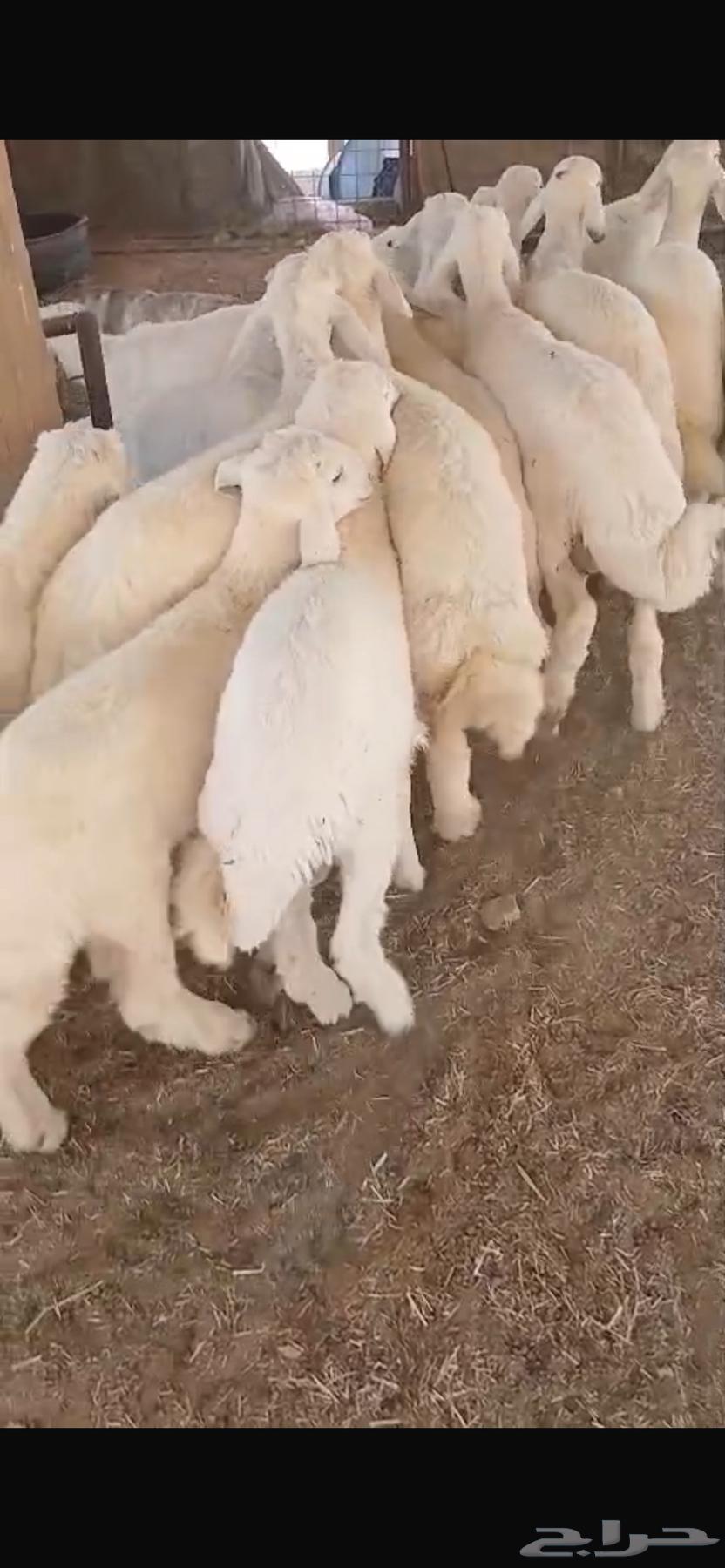مفاطيح وثلاجه 90 تقييم63700552936450114