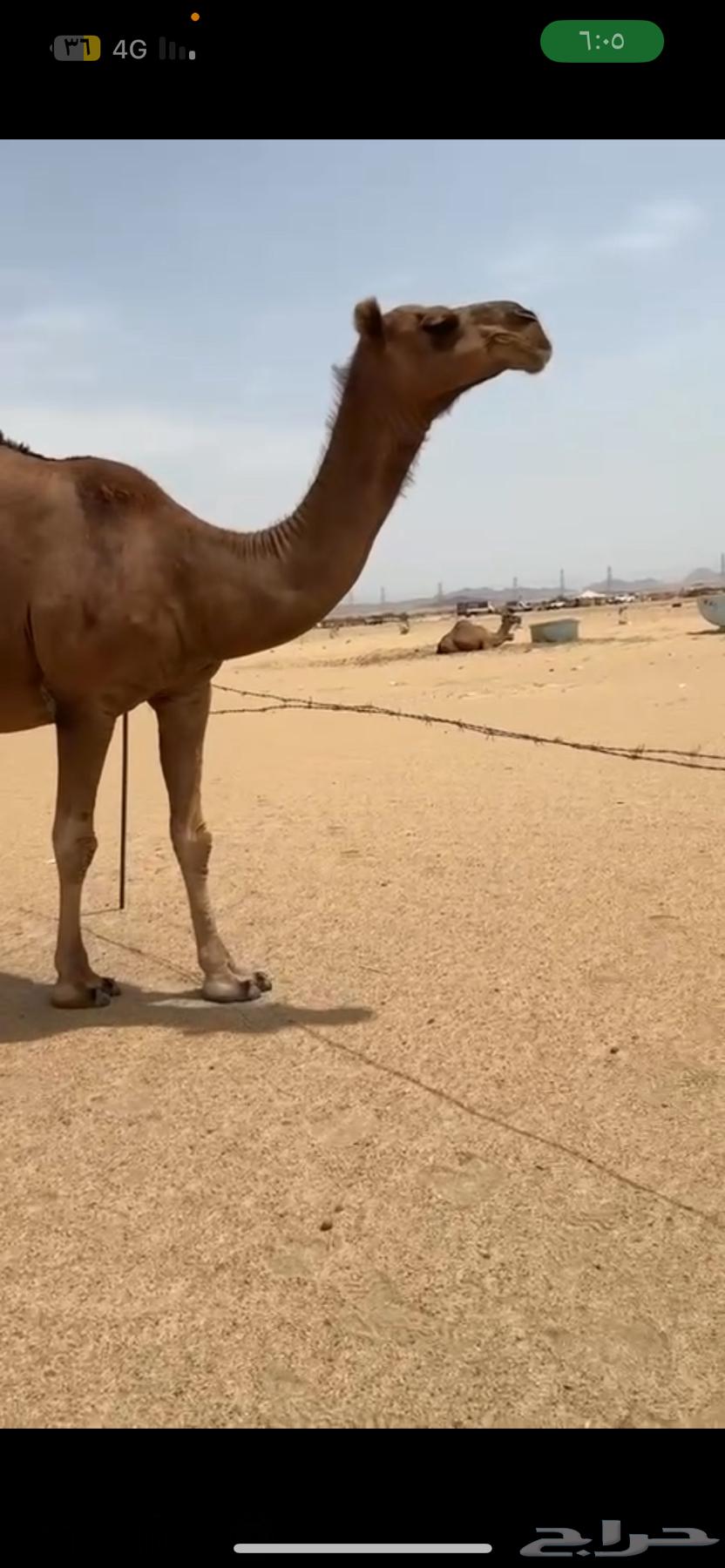 ناقة ساحلية دهماء63702335332609112
