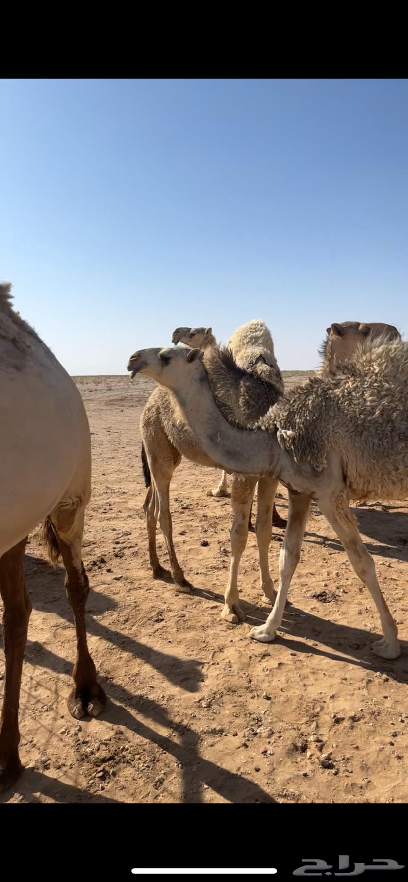 للبيع بكره رمانيه طيبه منوة القاني63703767349378111