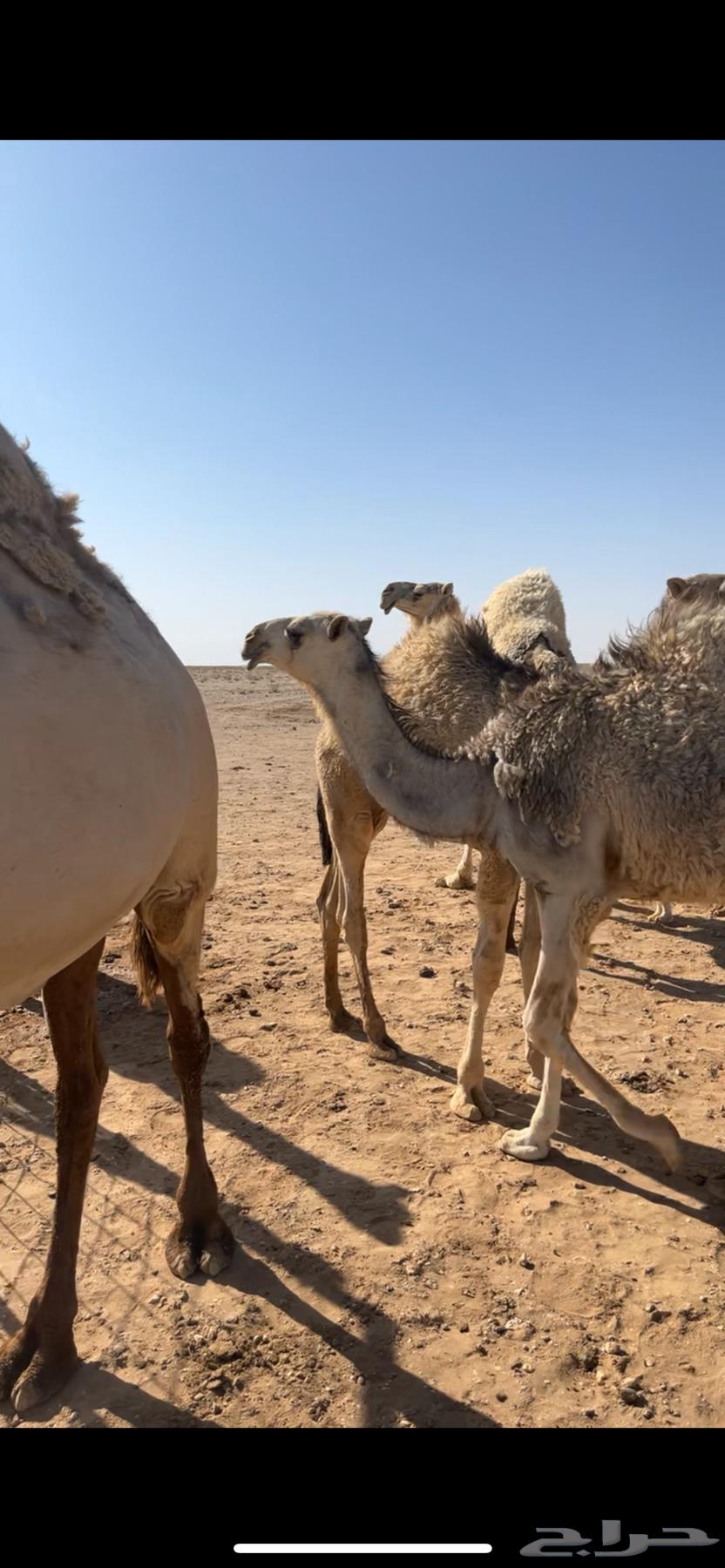 للبيع بكره رمانيه طيبه منوة القاني63703767349378110