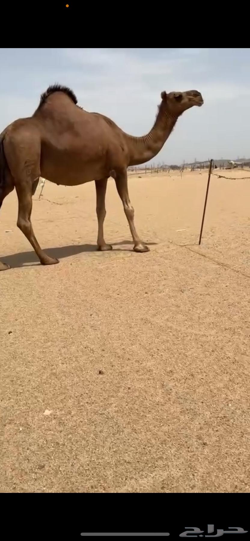 ناقة ساحلية دهماء63702335332609111