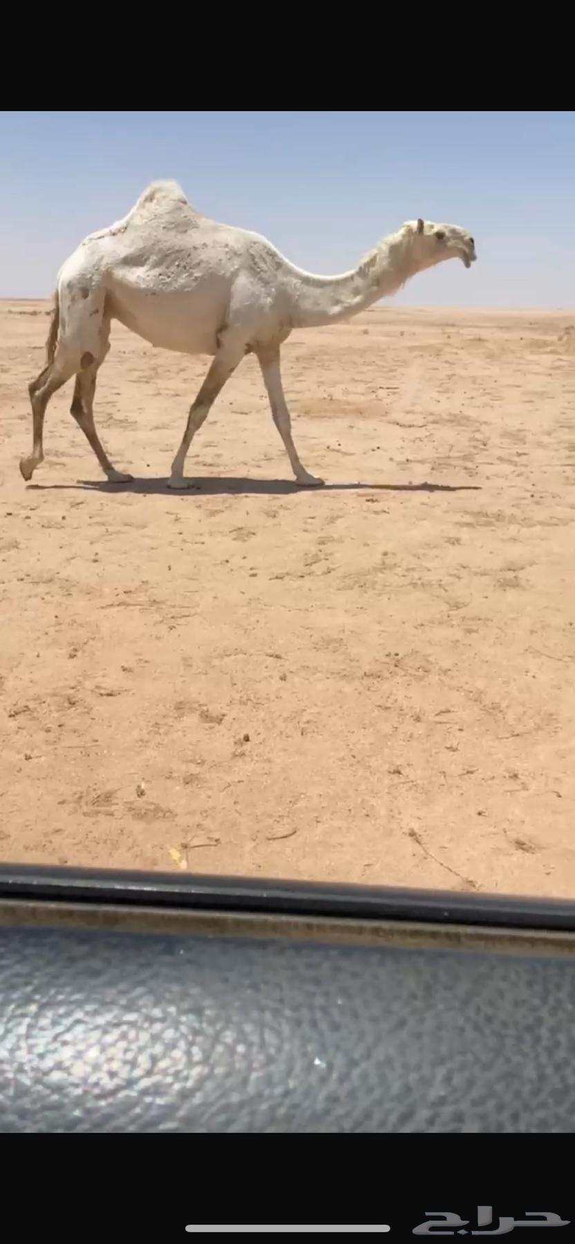للبيع البكره القحه63705444033793110