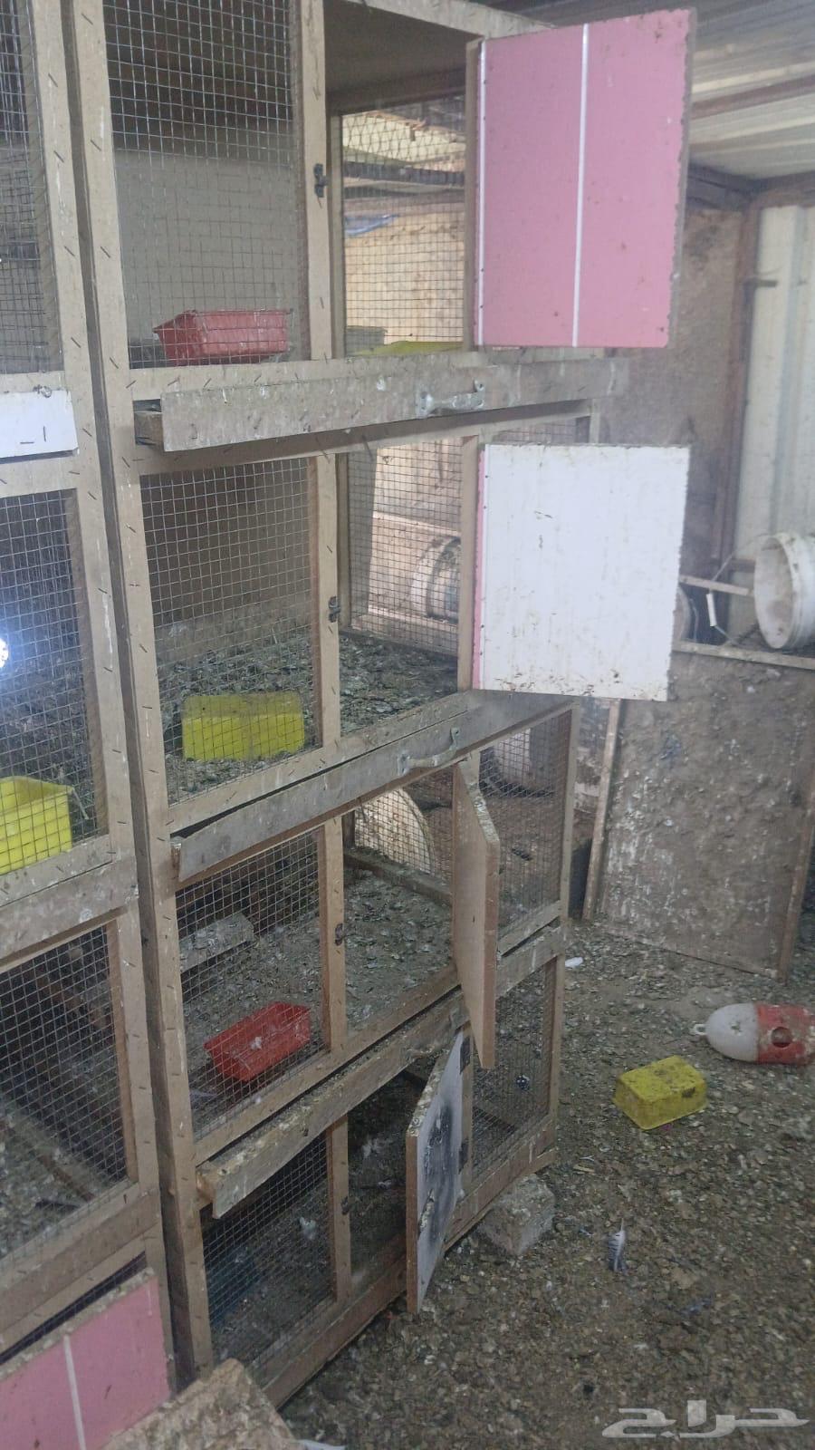 Makhaker for sale63699622916355114