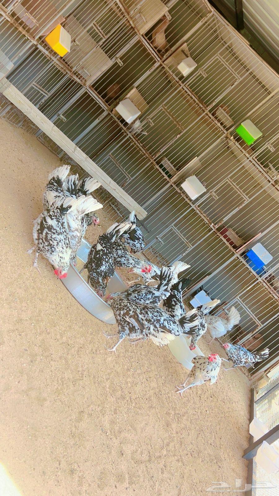 Makntosh Arab Chicken, Luxury Item No. 24, 4 Roosters, Remaining Chickens63699630228867112