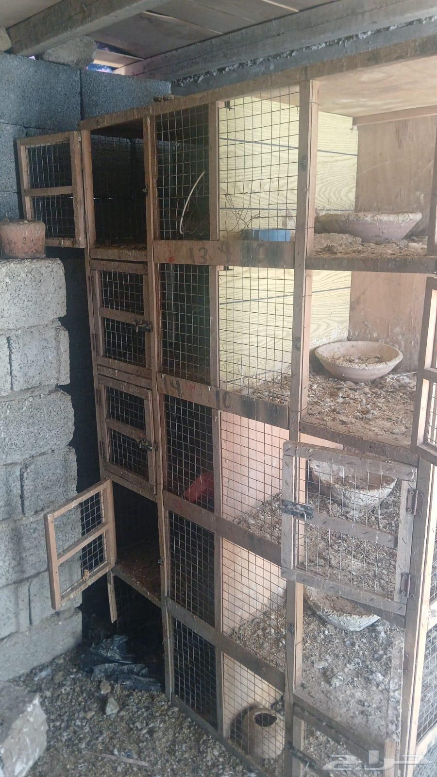 Makhaker for sale63699622916355112
