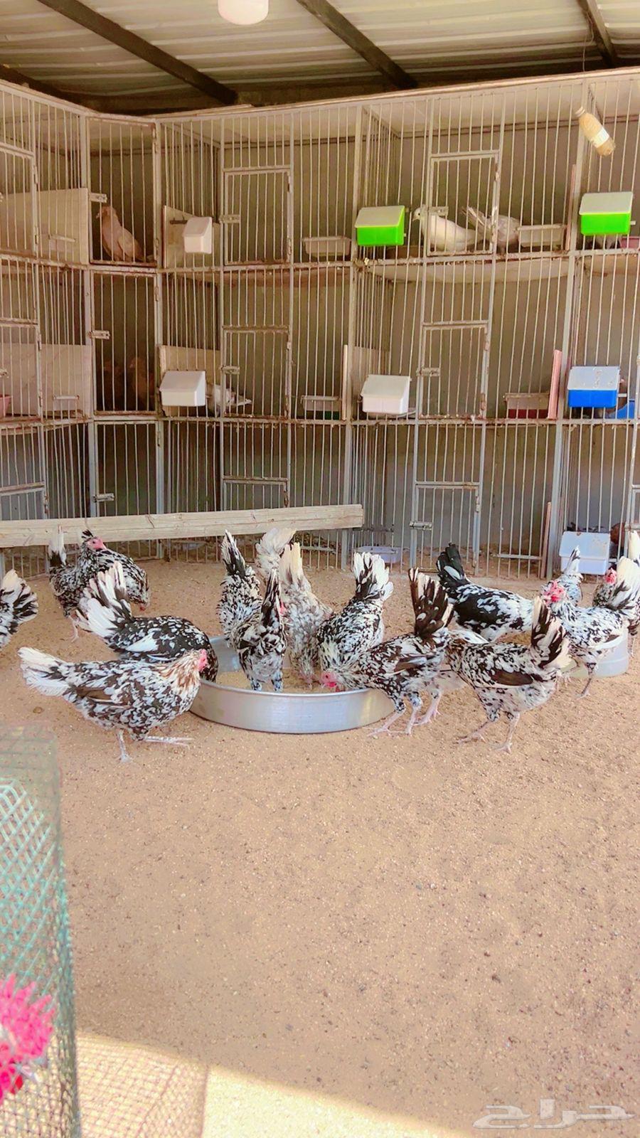 Makntosh Arab Chicken, Luxury Item No. 24, 4 Roosters, Remaining Chickens63699630228867114
