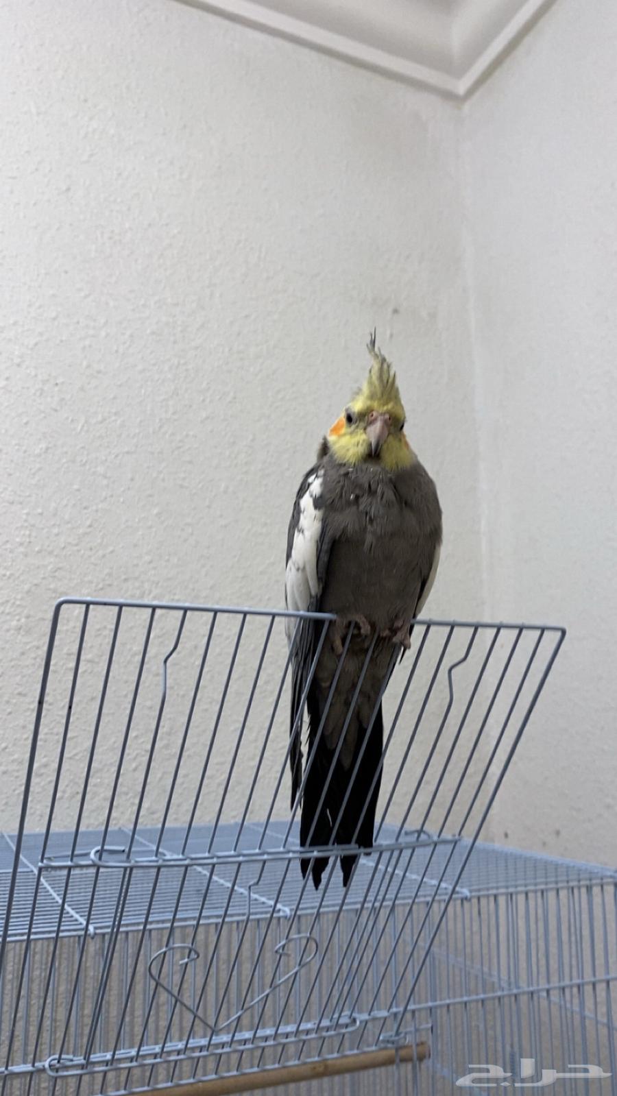 للبيع طيور كرووان63704748241411113