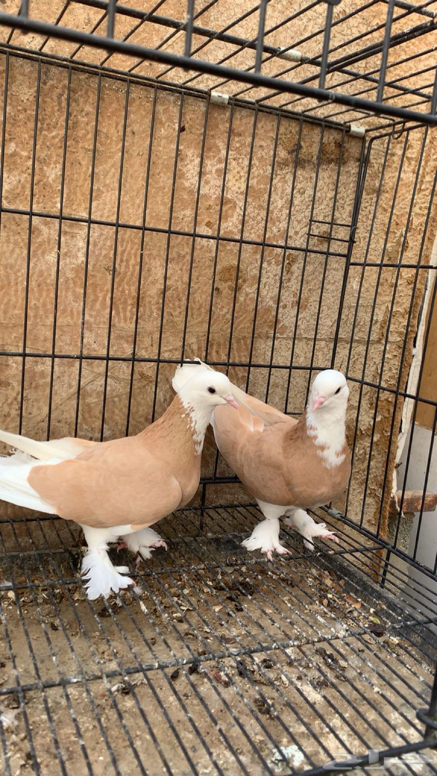 حمام دونك قلاب63713208502659113