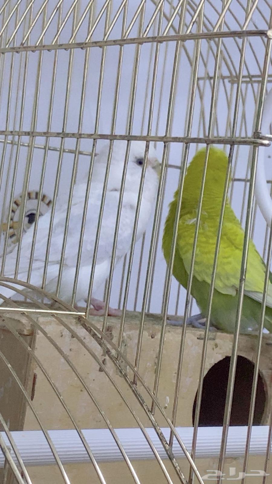 زوج بادجي هولندي منتج63711767894401111