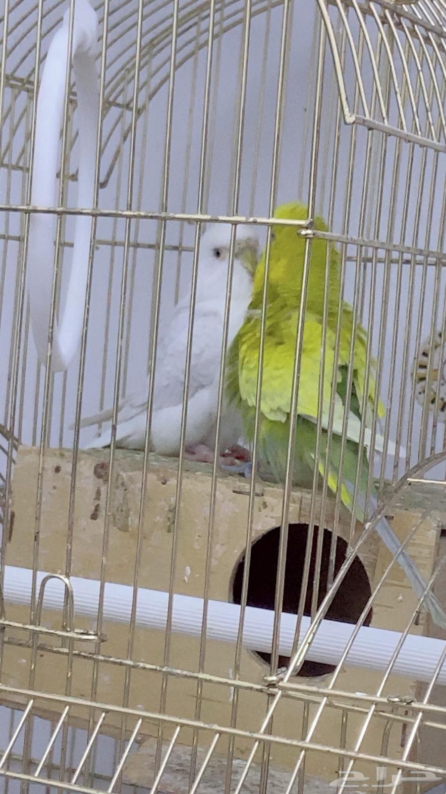 زوج بادجي هولندي منتج63711767894401110