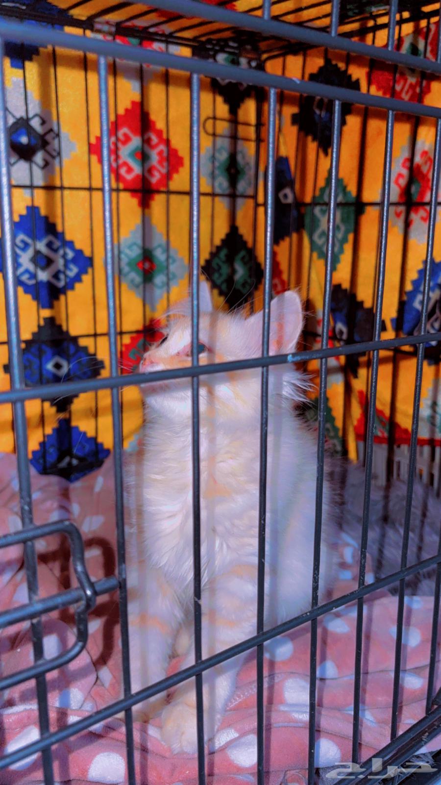 Kitten for sale, two months old, named Bella, reason for sale: moving to another area63708035086977113