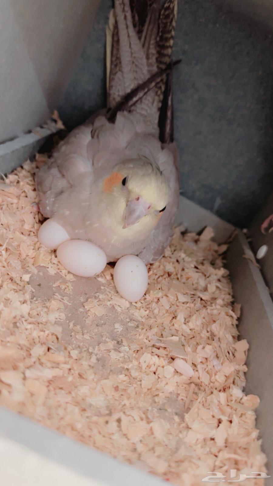 A pair of productive, tame, talking male crow has been sold, may God bless its owner63706938883073114