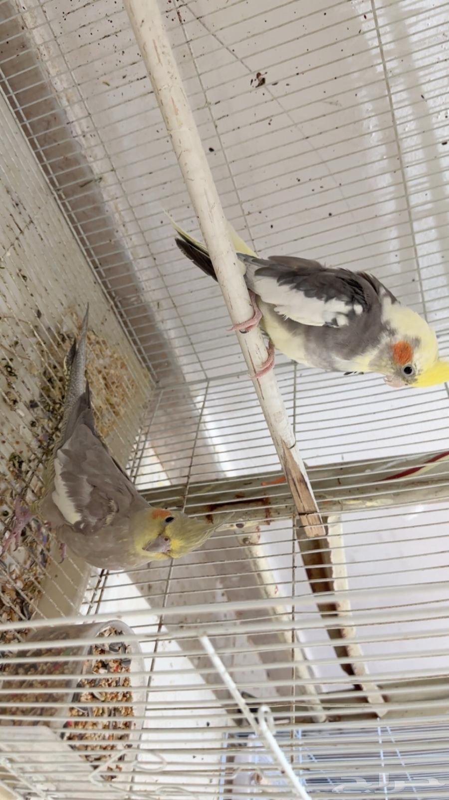 A pair of productive, tame, talking male crow has been sold, may God bless its owner63706938883073110