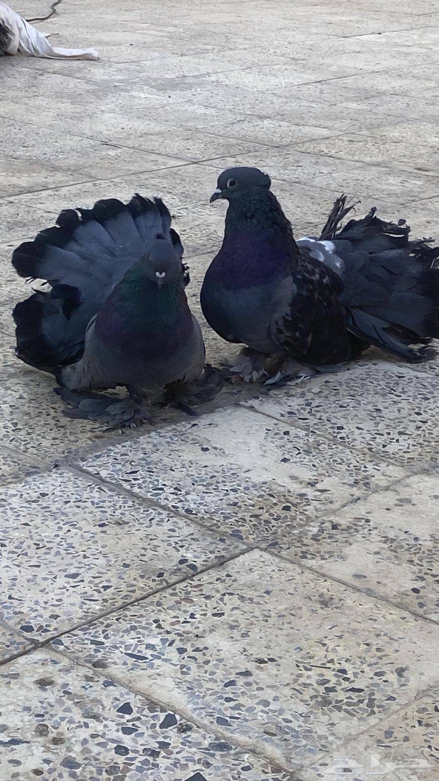 حمام رقاص للبيع جوز63714417748225110
