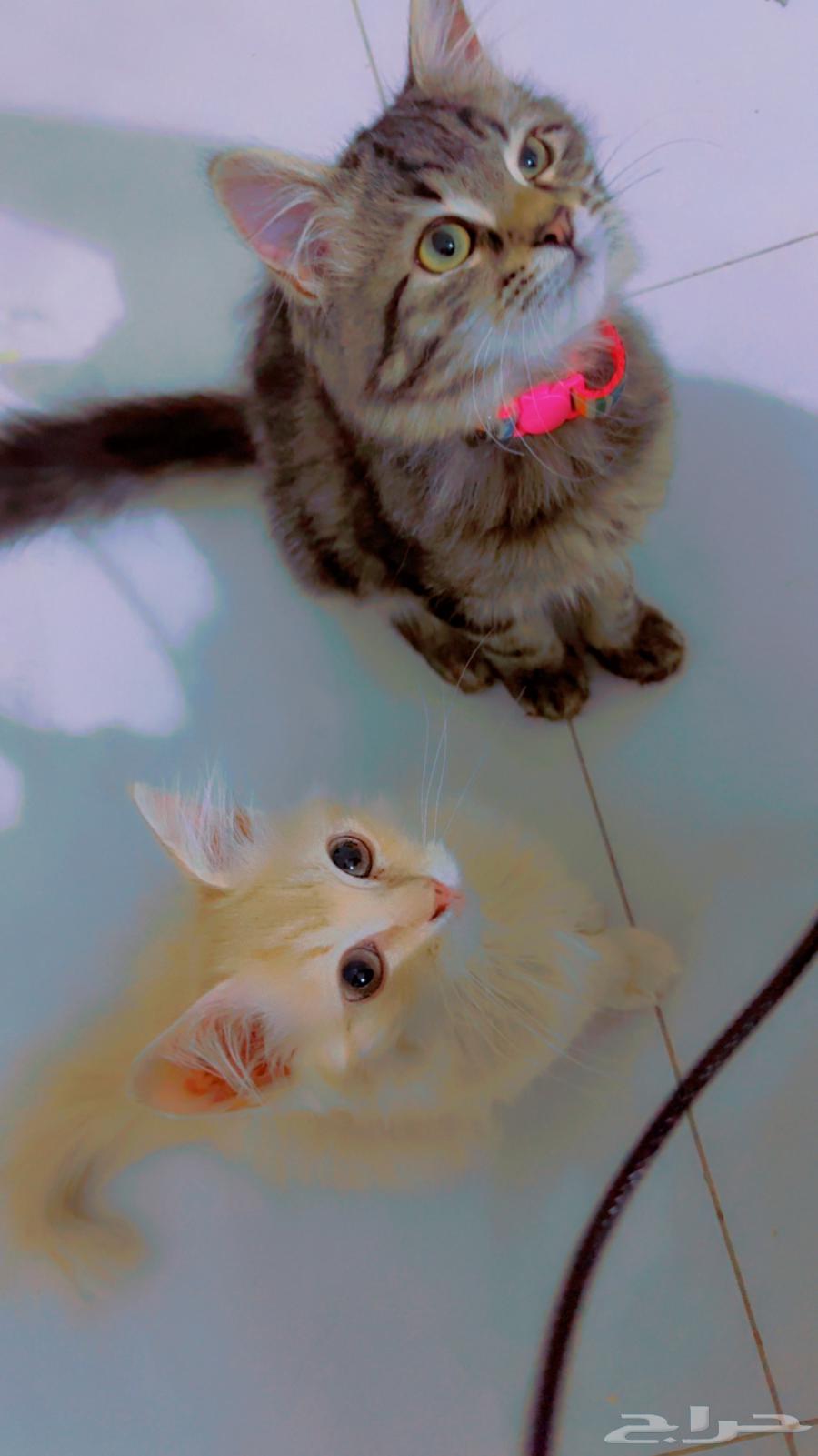 Kitten for sale, two months old, named Bella, reason for sale: moving to another area63708035086977114