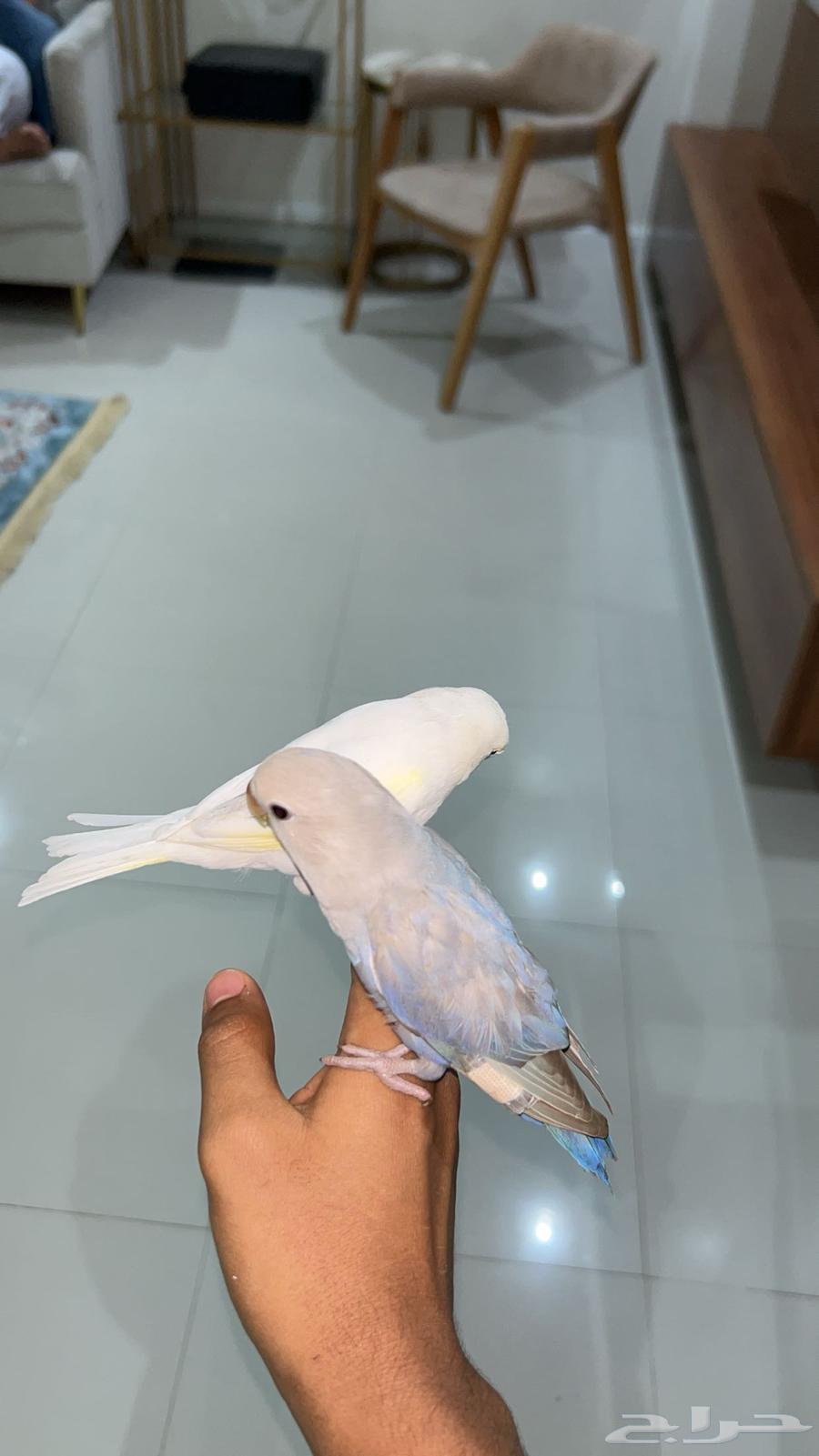 تم البيع الله يبارك ل الشاري63699634433027114