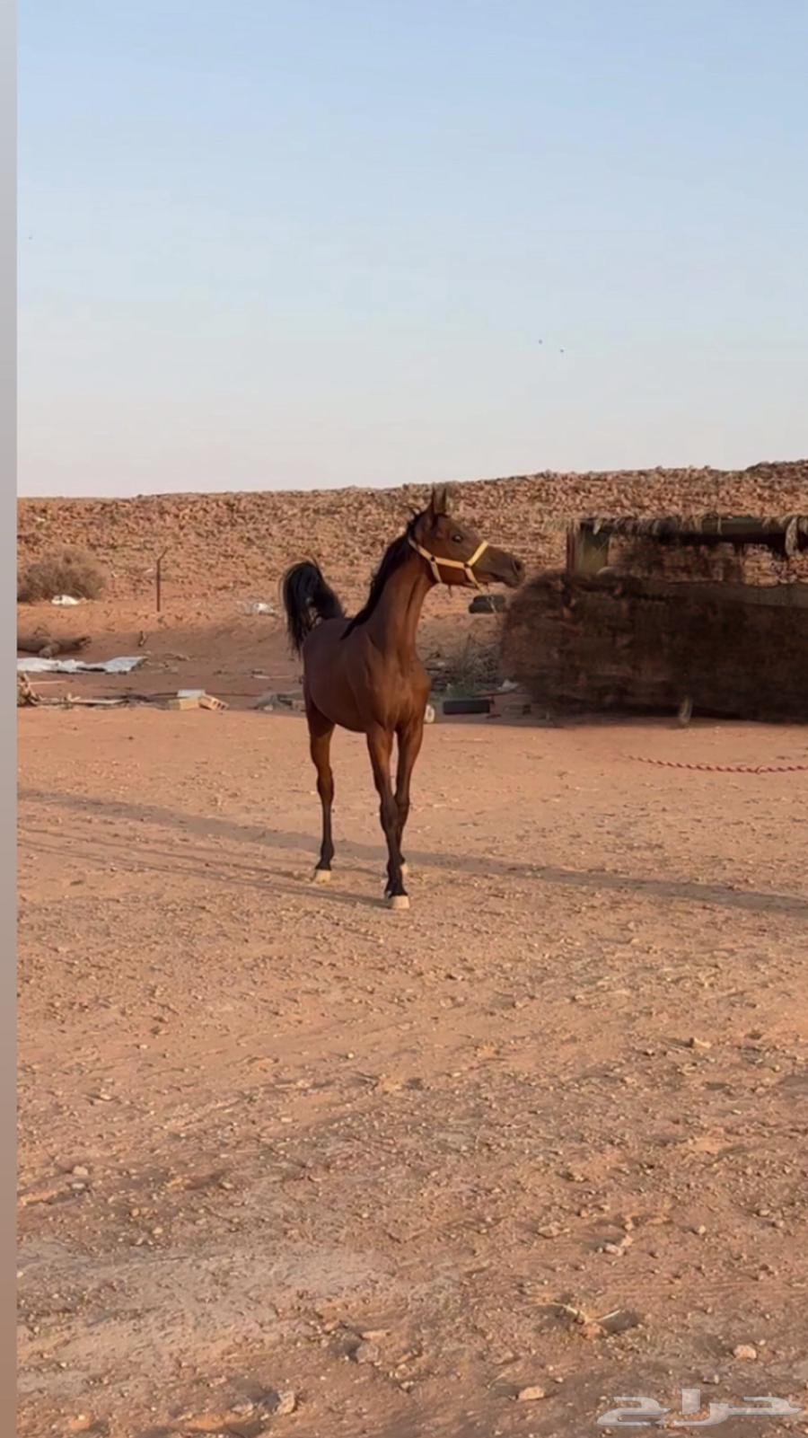 للبيع مهر كفووو63715745024643111