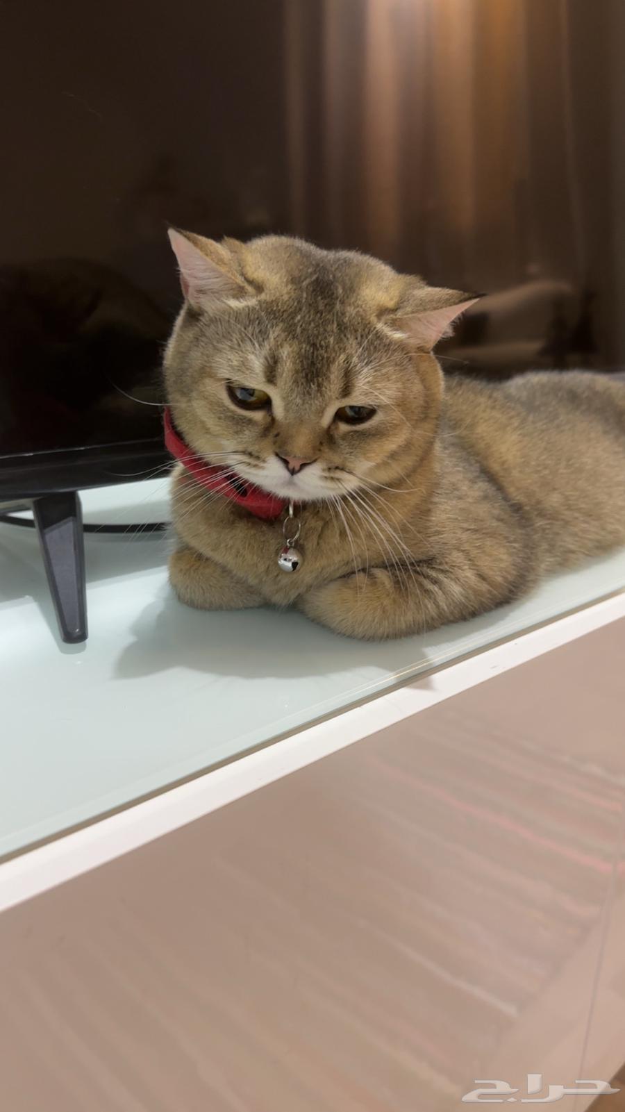 سكوتش ستريت معقمه عمرها سنه وسبعه شهور للبيع63713962171009112