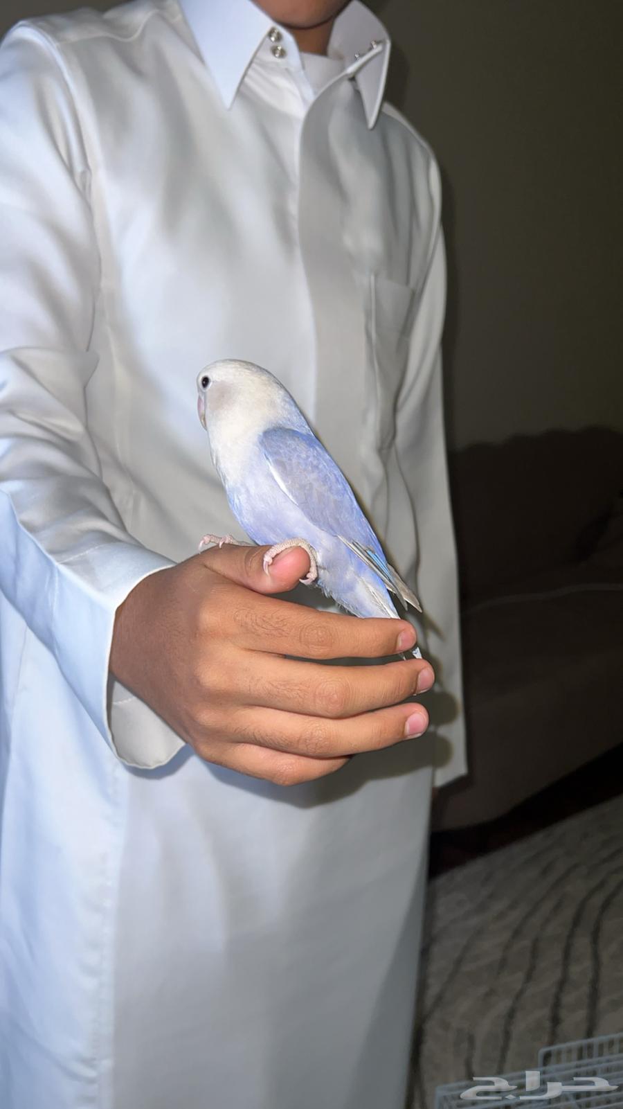 ببغاء روز63710958437889110