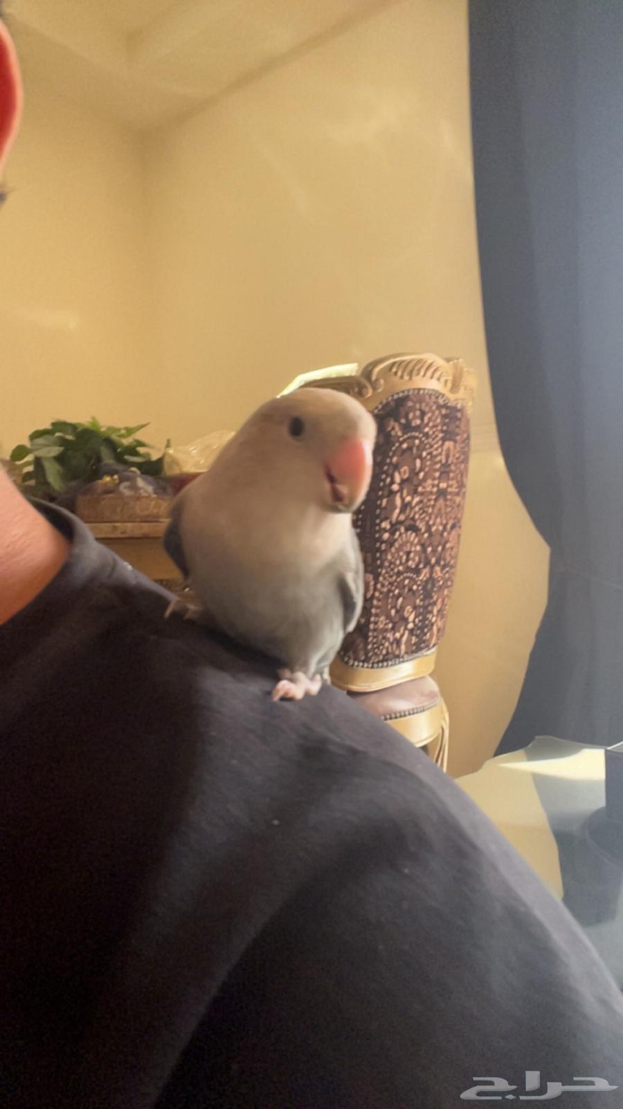 Rose and Conure are both talkative, affectionate, and like to be petted63732460252546113