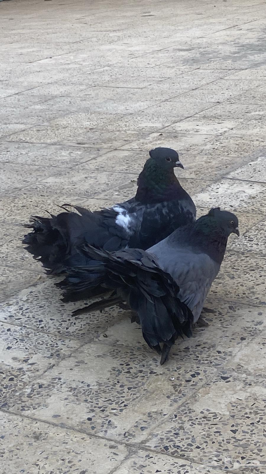 حمام رقاص للبيع جوز63714417748225112