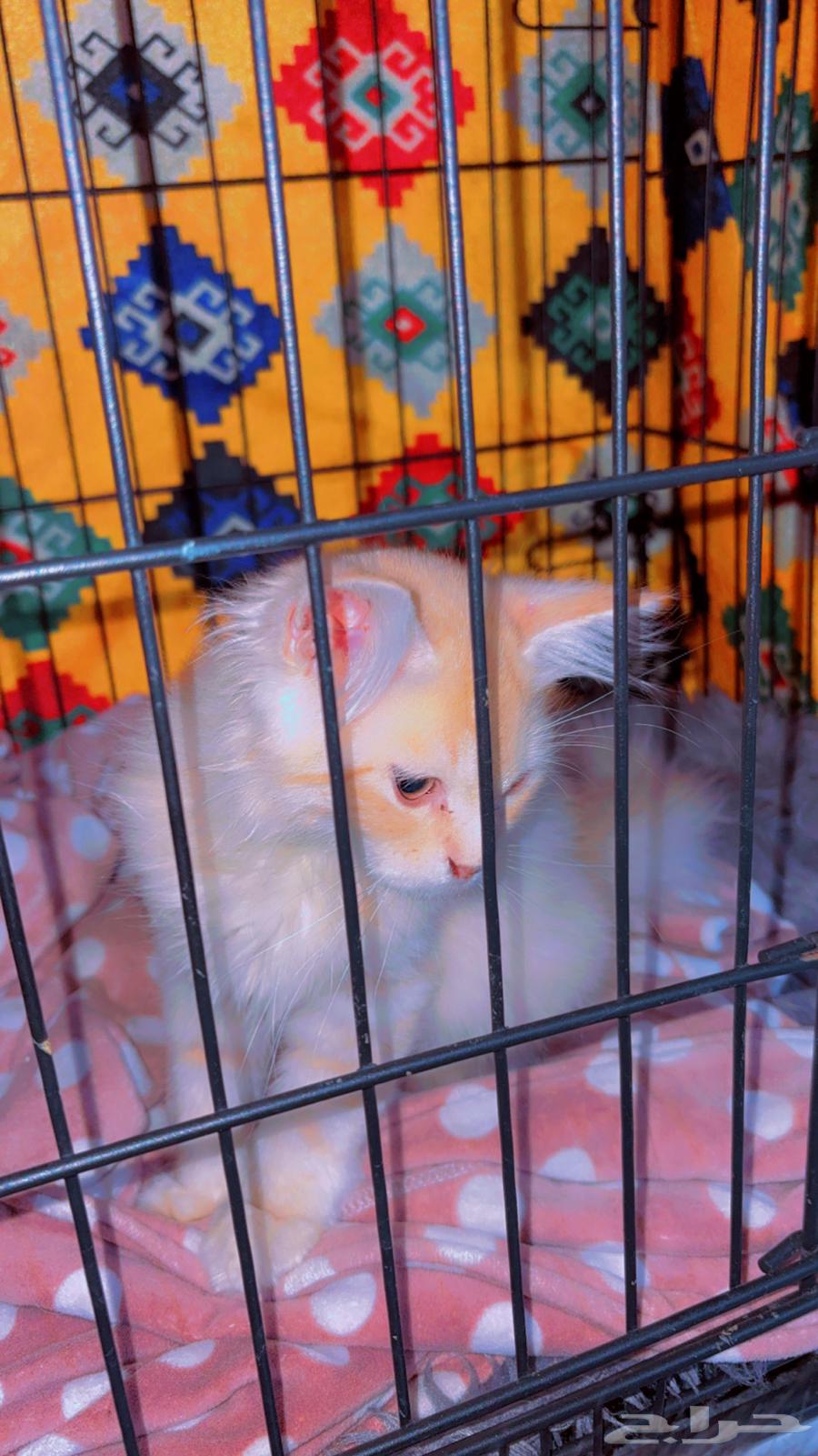 Kitten for sale, two months old, named Bella, reason for sale: moving to another area63708035086977111