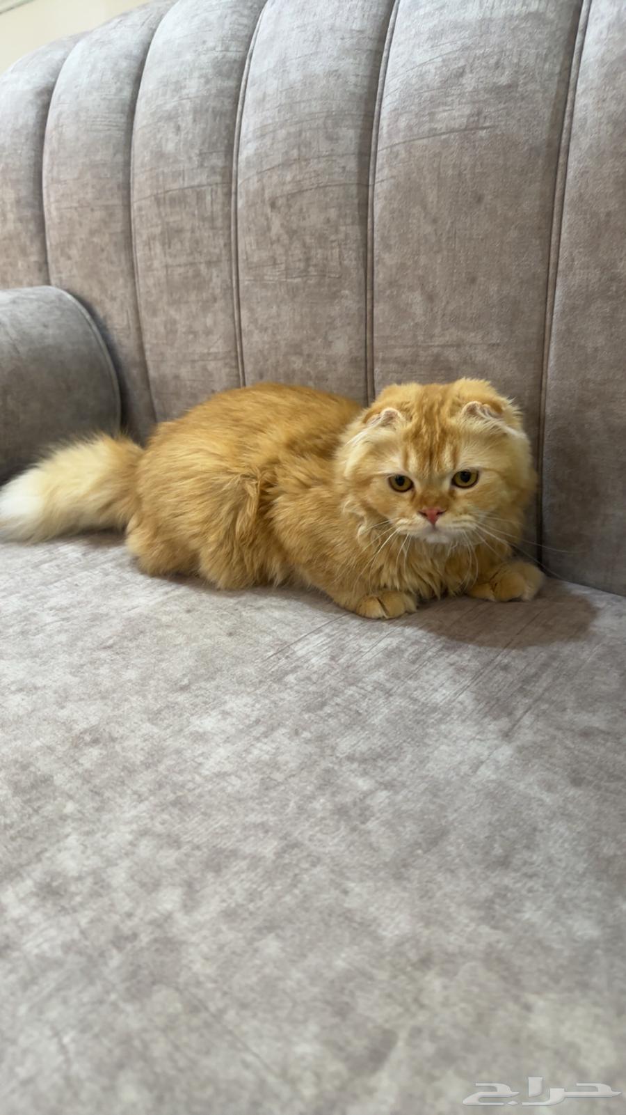 Scottish Male Kitten for Sale63713208494594112