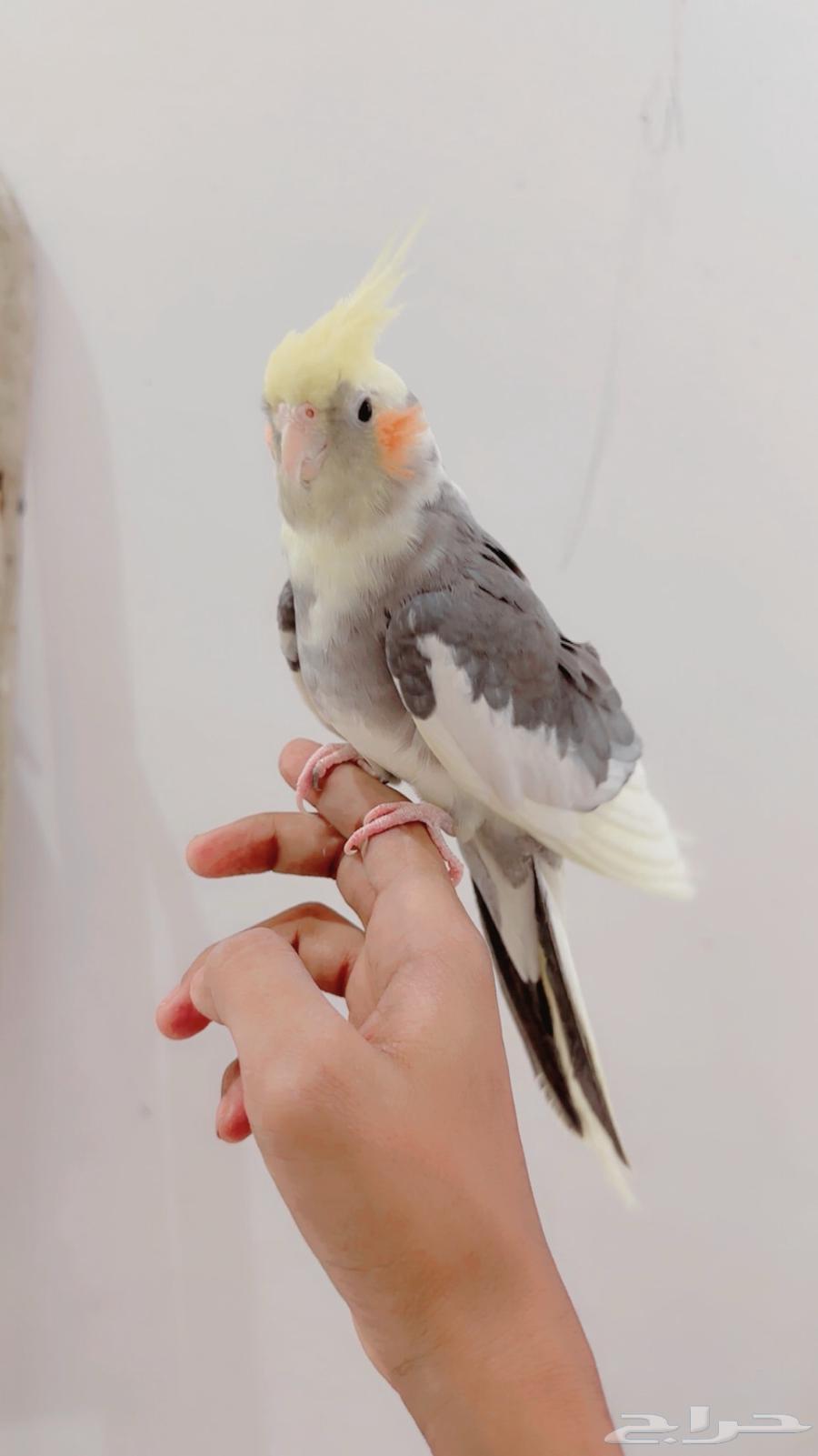 A pair of productive, tame, talking male crow has been sold, may God bless its owner63706938883073112