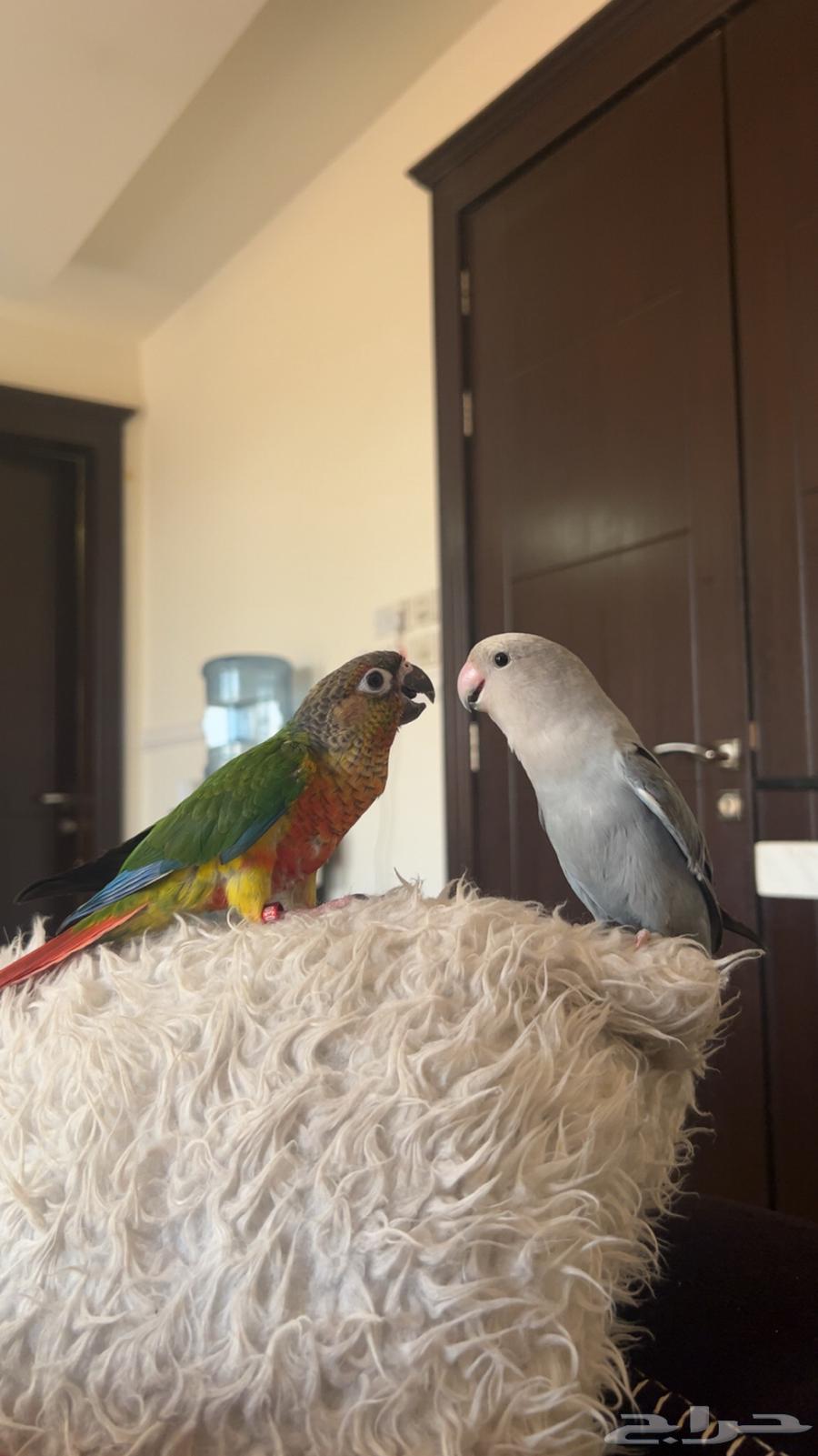 Rose and Conure are both talkative, affectionate, and like to be petted63732460252546110