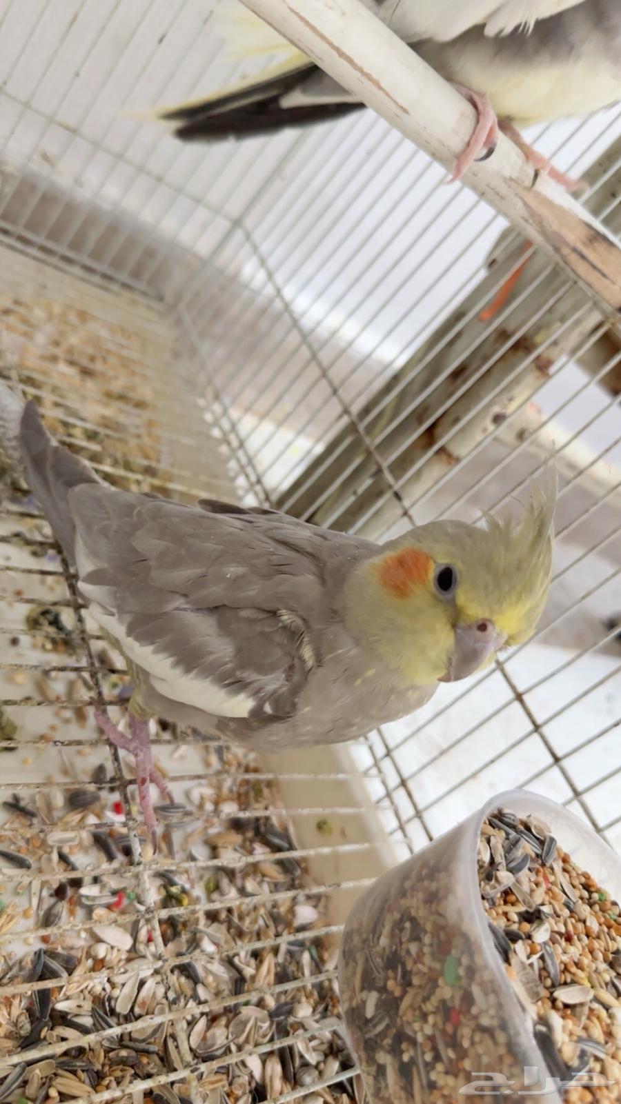 A pair of productive, tame, talking male crow has been sold, may God bless its owner63706938883073111